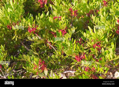 Mastic Tree Evergreen Pistache Pistacia Lentiscus Ibiza Stock Photo Alamy