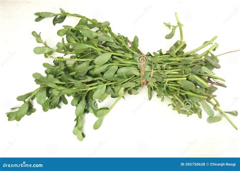 Close Up Of Bacopa Monnieri Flower Also Called Waterhyssop Brahmi