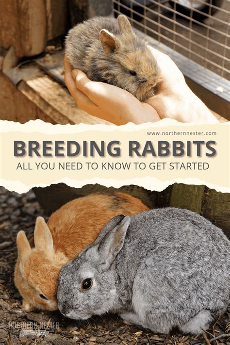 Breeding Rabbits Your Get Started Guide Tips And Faqs Raising Rabbits