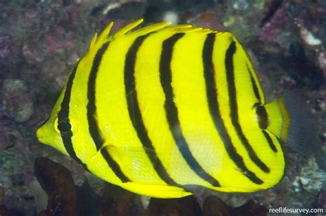 Chaetodon Octofasciatus Eightband Butterflyfish Reef Life Survey