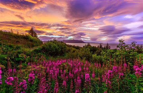 Download Pink Flower Sunset Field Nature Flower HD Wallpaper