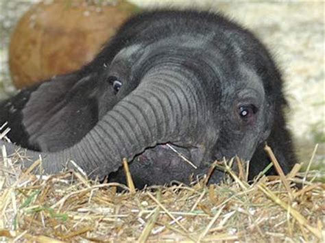 Baby Elephant - Type Animals