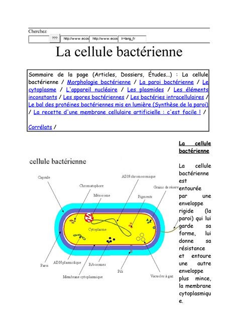 La Cellule Bactérienne Cherchez w w w ecosociosystemes