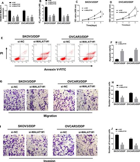 The Effect Of Malat1 Knockdown On Ddp Resistant Oc Cells A Malat1