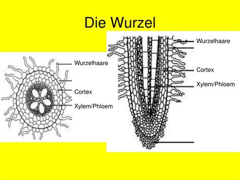 Ppt Transport Bei Bedecktsamern Angiospermophyten Powerpoint