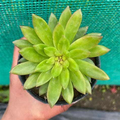 Echeveria Spp Uma Agrotech