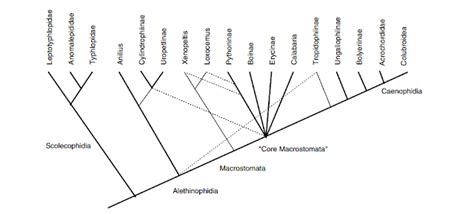Life is short, but snakes are long: Basics of Snake Taxonomy 