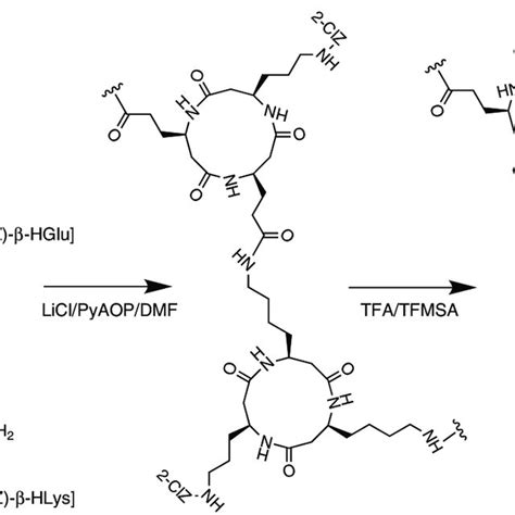 Cyclic β-tripeptide polymer synthesis scheme. Cyclic peptides were ...