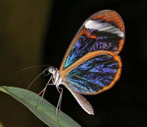 Photo glass winged butterfly