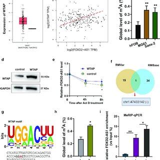 FOXD2 AS1 Enhanced The FOXM1 MRNA Stability Via M 6 A Modification