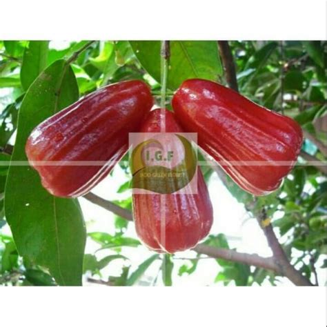 Jual Paket Isi Bibit Jambu Air Dalhari Citra Madu Deli King Rose