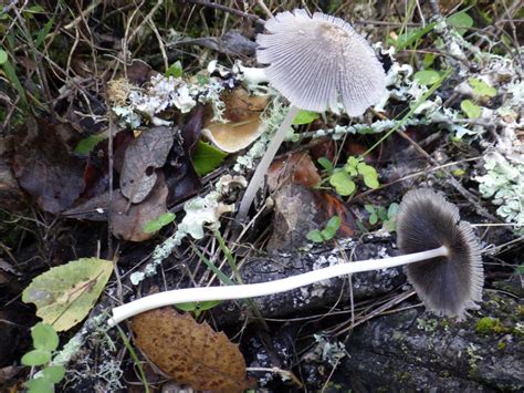 Coprinellus Radians From Parque De Monsanto Lisboa Portugal On