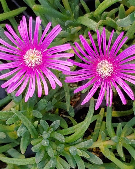 Delosperma cooperi | James Greenhouses - perennial plugs & specialty ...