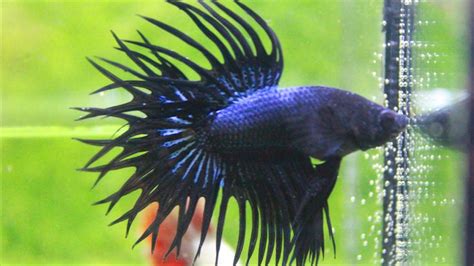 King Crowntail Black Orchid