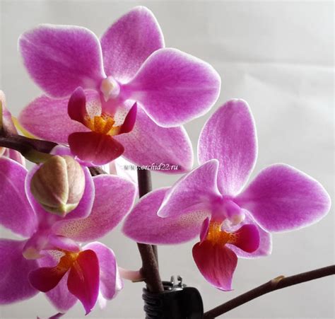 Орхидея Phalaenopsis Multiflora отцвёл