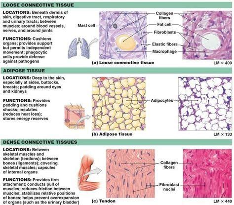 Connective Tissue Disease