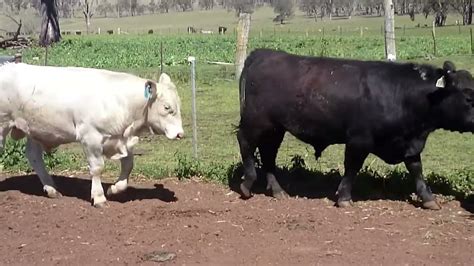 Charolais And Charolaisangus Cross Yearling J Drop Bulls Youtube