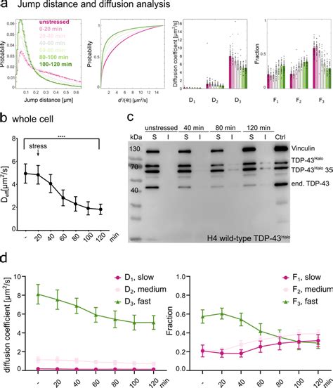 Sodium Arsenite Stress Leads To A Reduction Of Tdp 43halo Mobility