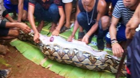 Ini Jenis Ular Piton Yang Menelan Manusia Di Sulawesi Spiritsumbar