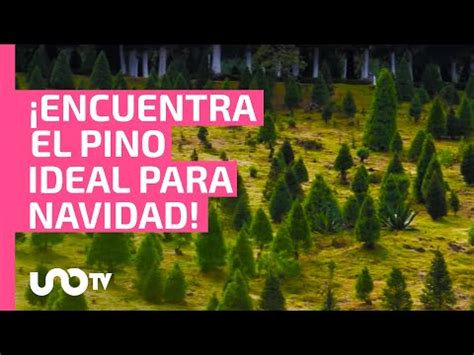 CDMX Cuánto cuesta y dónde puedes cortar tu árbol de Navidad UnoTV