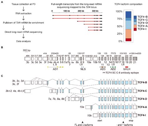 Tcf4 MRNA Isoforms Expressed In The Developing Mouse Cerebral Cortex