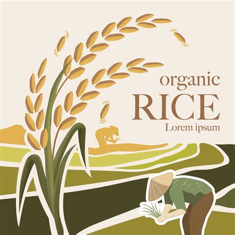 Rice Vector Illustration 2308902 Vector Art At Vecteezy