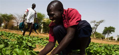 Mali Programme De Gestion Intégrée De La Production Et Des