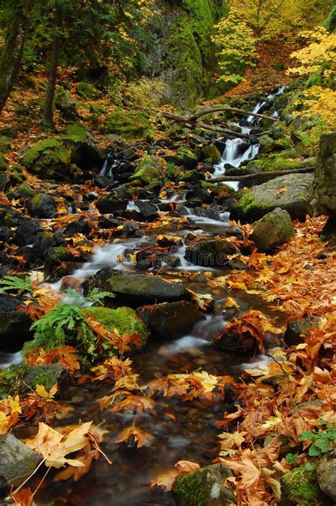 Leaves in the creek stock image. Image of bubbles, blur - 25344611