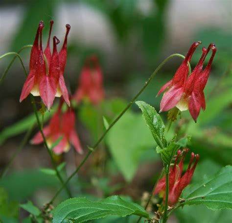 1 Wild Eastern Red Columbine Aquilegia Canadensis Native