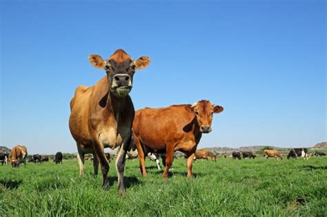 How Do Dairy Breeds Perform On Pasture Dairy Global