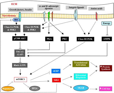 Activation And Role Of MTORC1 Multiple Hypertrophic Agonists Trigger