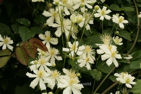 Clematis ‘paul Farges Summer Snow Plantentuin Esveld