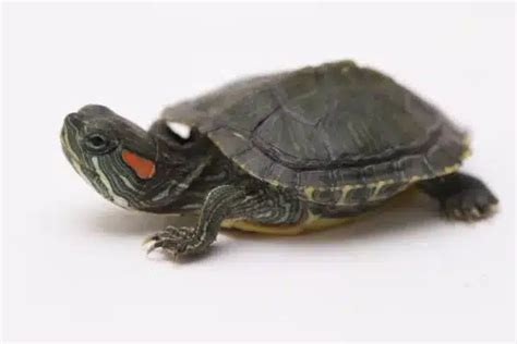 Red Eared Slider | Turtle | Lowest Price in India