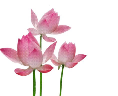 Lotus Lotus Pink Flower Water Lily India Lotuses Free