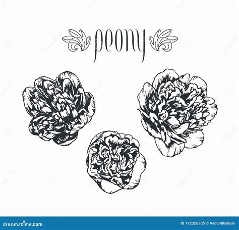 Set Of Isolated Peony In 21 Styles Cute Hand Drawn Flower Vector