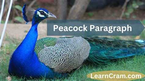 Peacock Paragraph Facts Behaviors And Symbolism Learn Cram