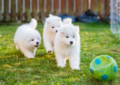 Puppy Games for Training – Top Dog Tips