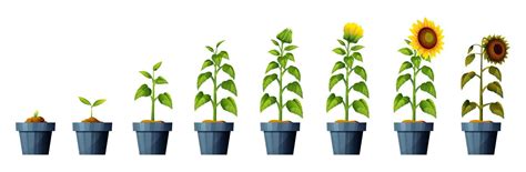 sunflower plant growth cycle diagrams infoupdateorg