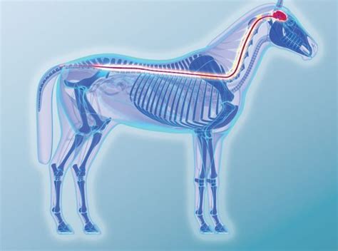 Walking Workouts For Your Horse Horse Journals In 2024 Walking
