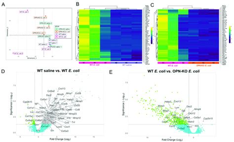 Osteopontin Opn Deficiency Obliterates The Chronic Inflammatory And