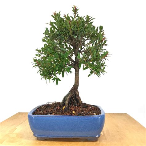 Australian Brush Cherry Eugenia Myrtifolia Allshapes Bonsai