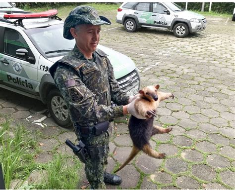 Pol Cia Ambiental Resgata Tamandu Atropelado Em Ubatuba