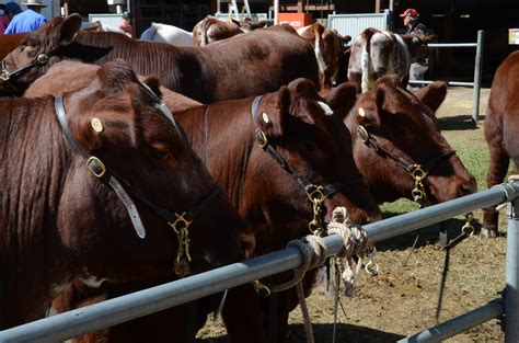 Dsc Beef Cattle Royal Adelaide Show Wayville South Flickr