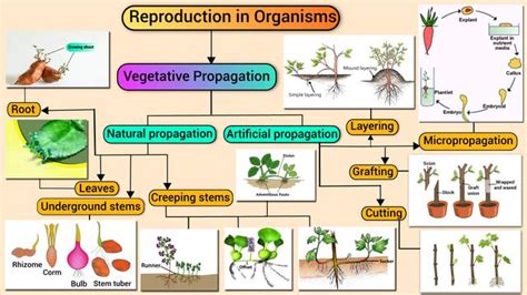 Reproduction In Organisms Mind Map Neutron Classes