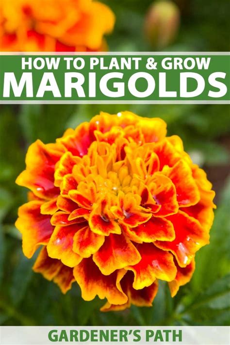 How To Grow And Care For Marigold Flowers Gardener S Path