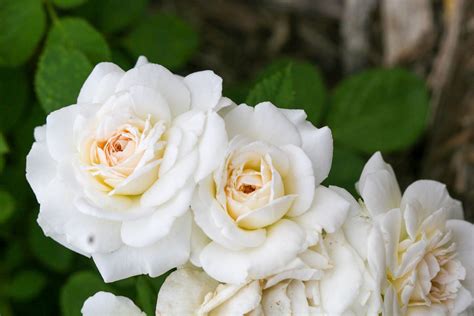 The Easiest Roses To Grow To Add Tons Of Colorful Blooms