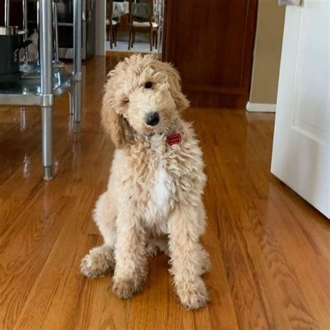 Bernedoodle Generations Explained F1 F1b F1bb F2 F2b F2bb F3