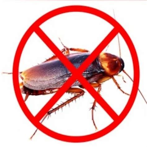 Cockroach Control Service At Best Price In Jaipur Id 27114714533