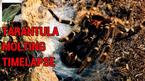 Tarantula Molting Timelapse Grammostola Pulchripes Youtube