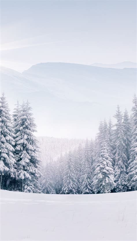 Pinos En Bosque Nevado En Invierno Fondo De Pantalla 5k HD ID 4311